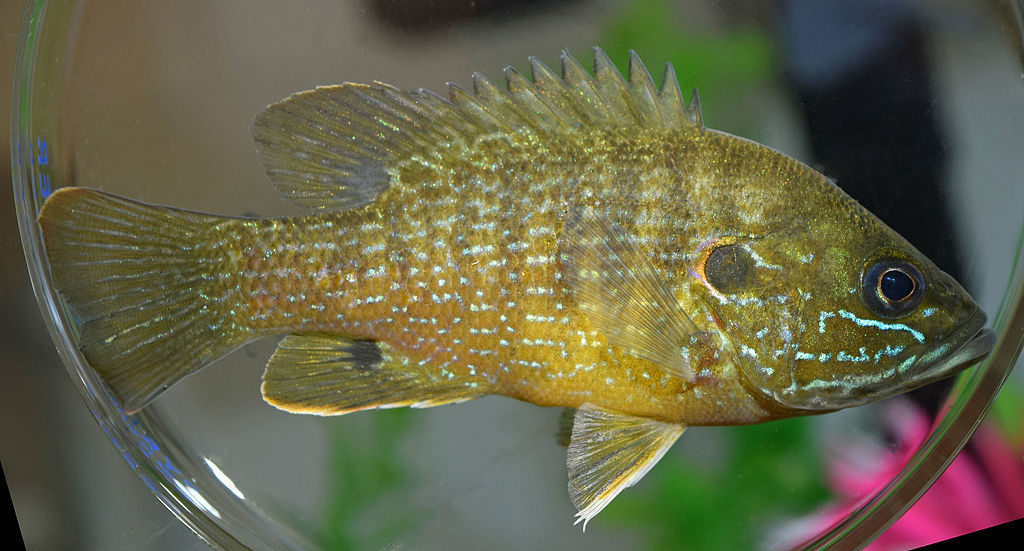1024px-Lepomis_cyanellus_UMFS_2015