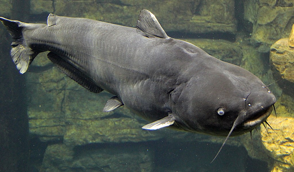 Blue Catfish Blue Catfish