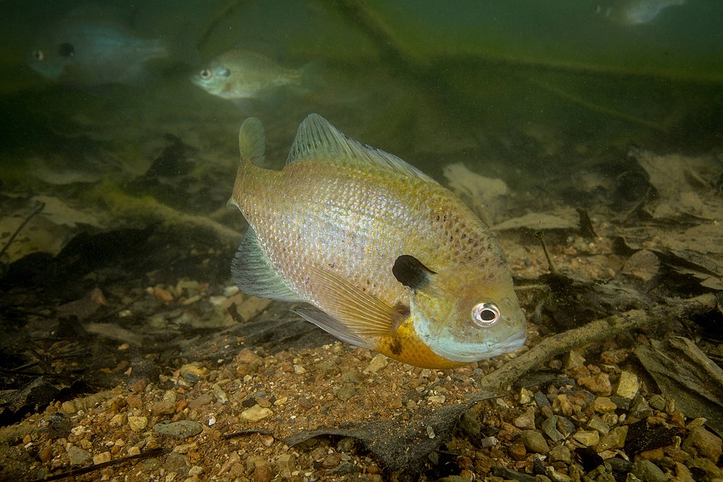 Bluegill