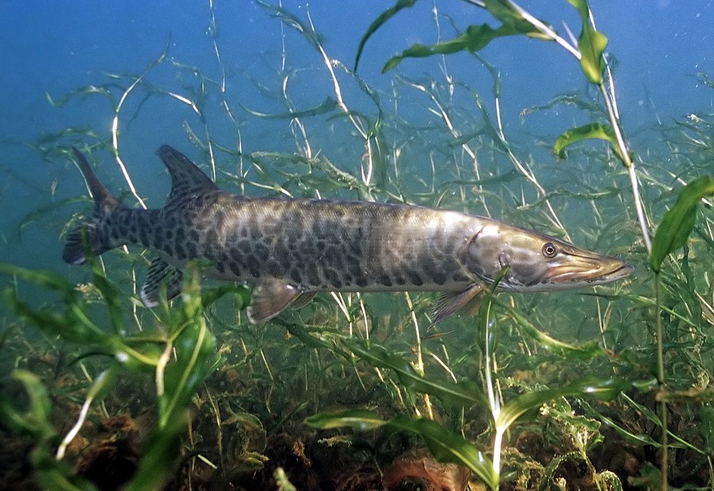 1024px-Esox_masquinongyeditcrop Engbretson, Eric / U.S. Fish and Wildlife Service, Public domain, via Wikimedia Commons