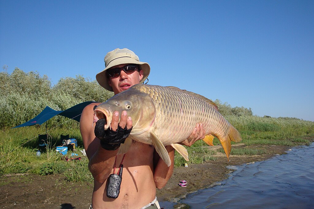 Common Carp