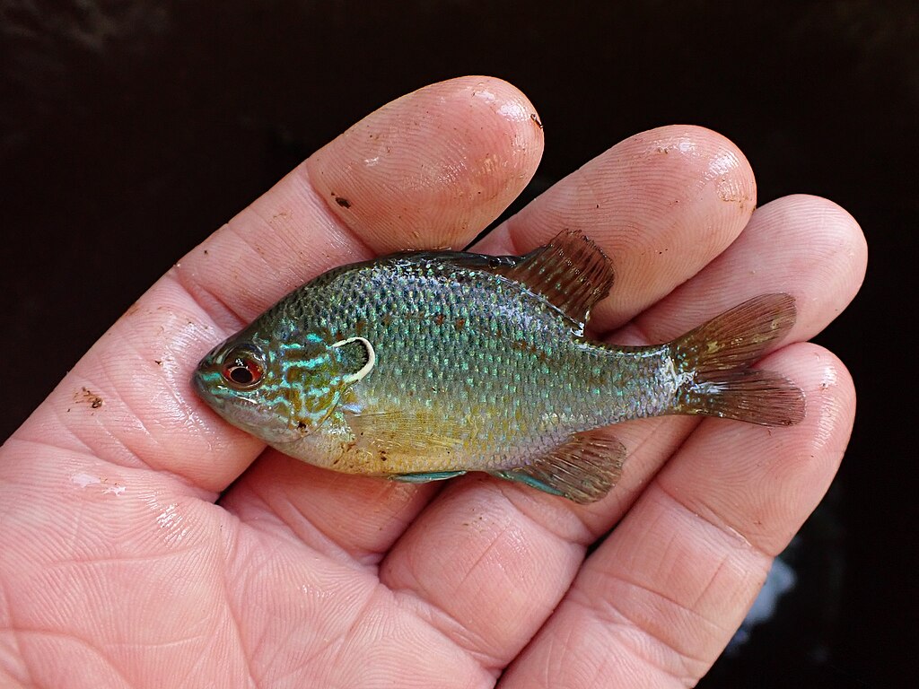 Dollar Sunfish Dollar Sunfish