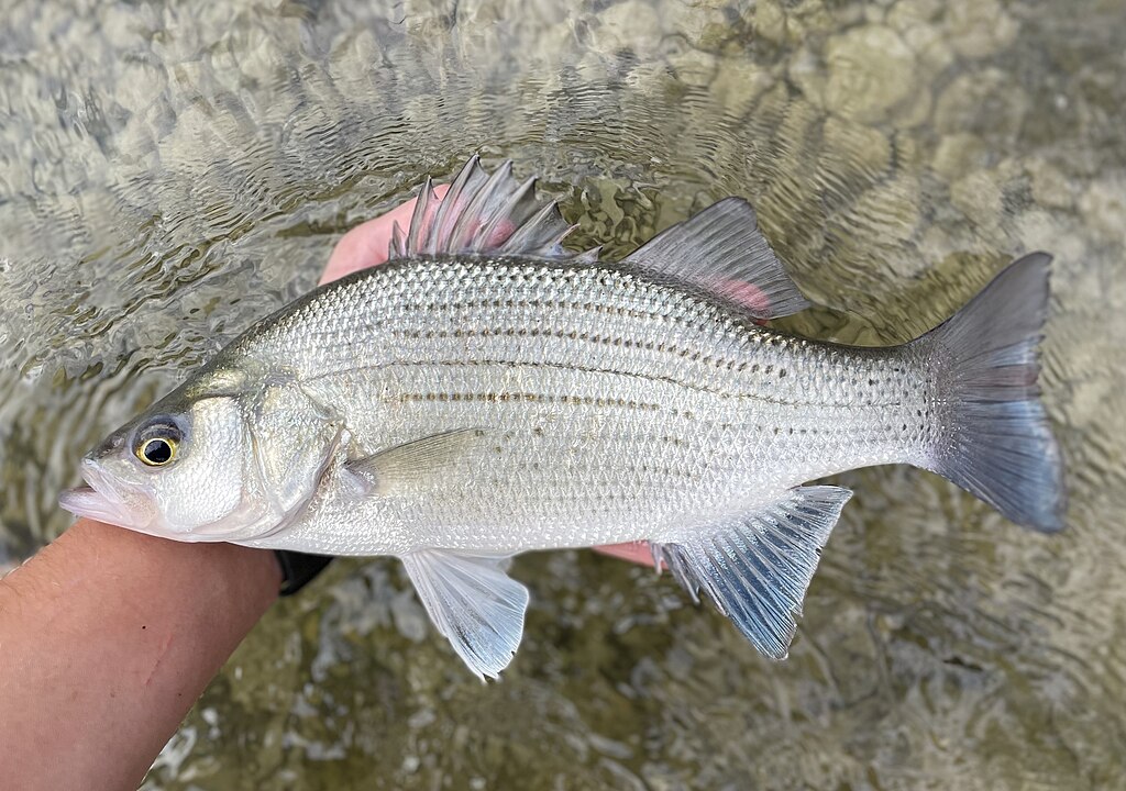 White Bass / Sand Bass White Bass / Sand Bass