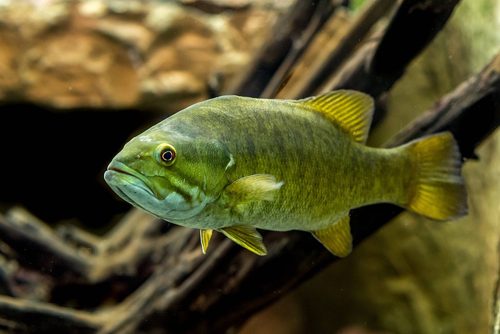 Smallmouth bass Smallmouth bass