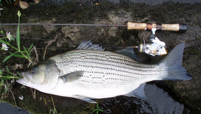 Hybrid Bass Coosa River