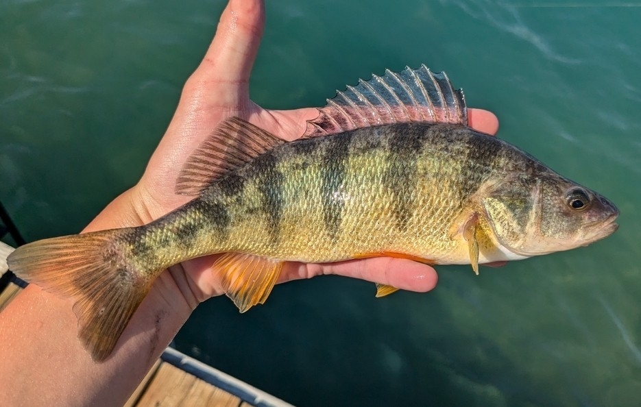 Perca_flavescens_404567755